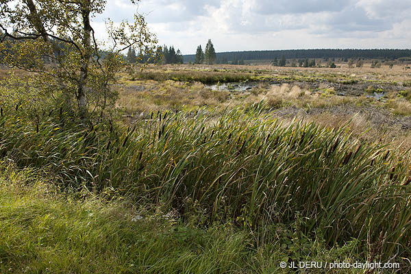 les Hautes Fagnes